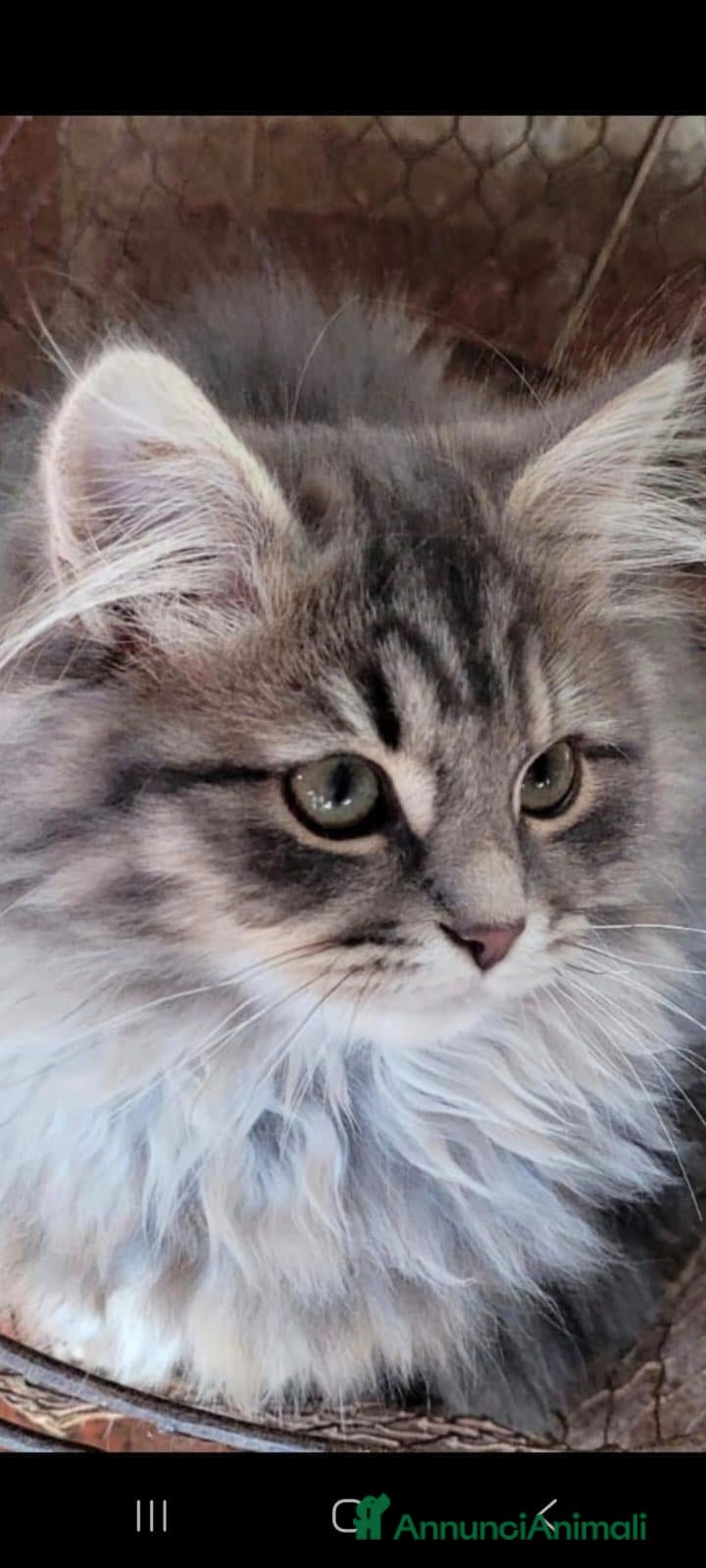 Siberiano gatti Siberiana femmina - Annuncio 2