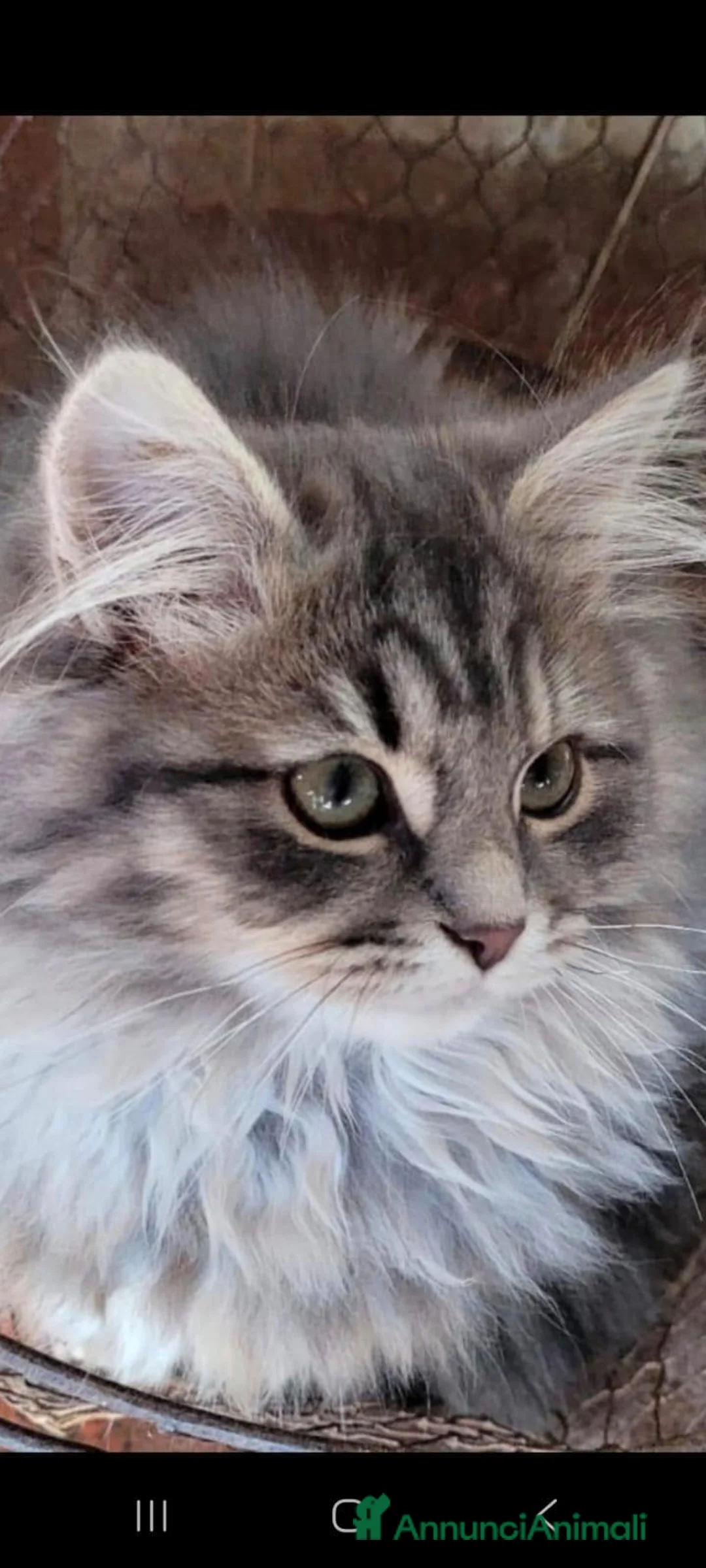 Siberiano gatti in vendita: Siberiana femmina - Annuncio 1
