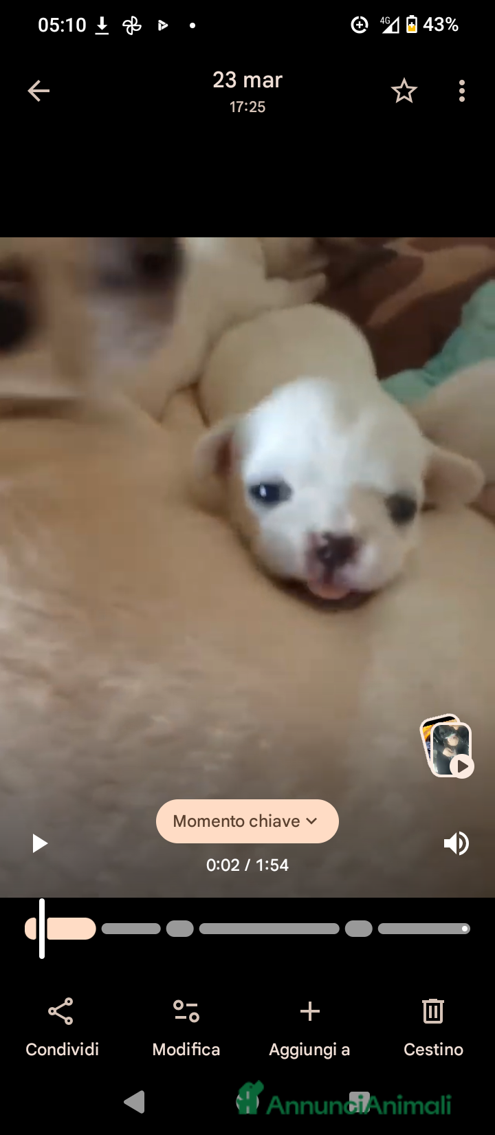 Chihuahua cani Cuccioli di chihuahua pedigree ENCI  - Annuncio 2