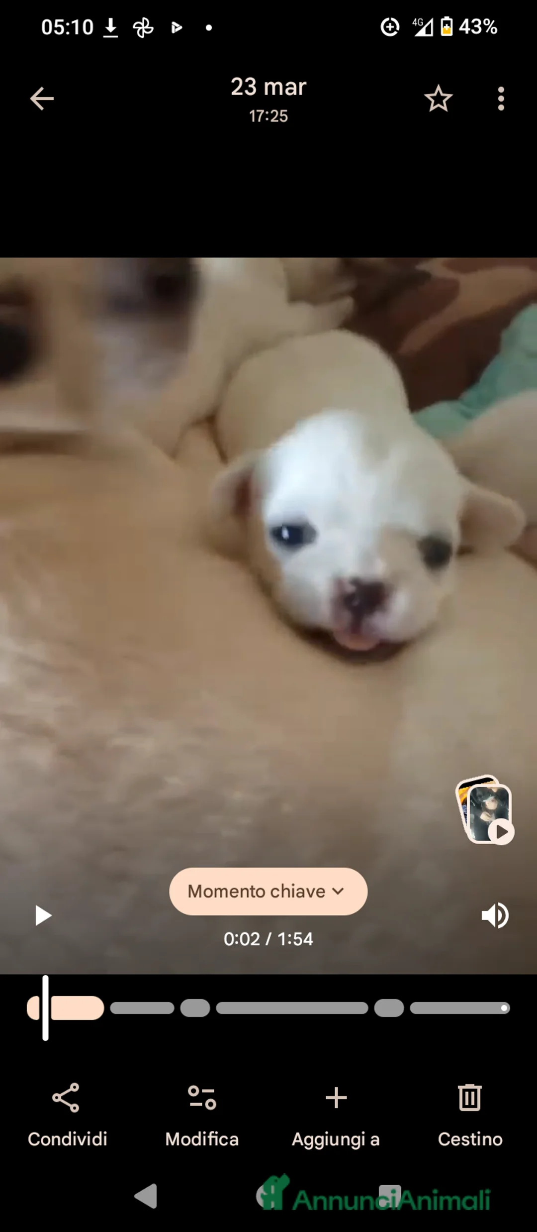 Chihuahua cani in vendita: Cuccioli di chihuahua pedigree ENCI  - Annuncio 1