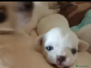 Chihuahua cani Cuccioli di chihuahua pedigree ENCI - Annuncio 2