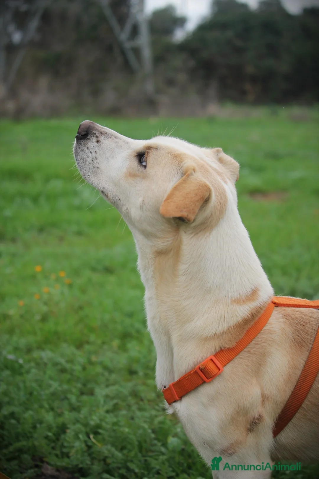 Meticcio cani in regalo:  SPIKE - 1 anno – Taglia media - Annuncio 3