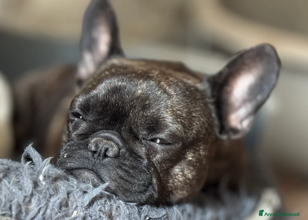 Bulldog Francese cani in vendita: Cuccioli selezionati di bulldog francese - Annuncio 4