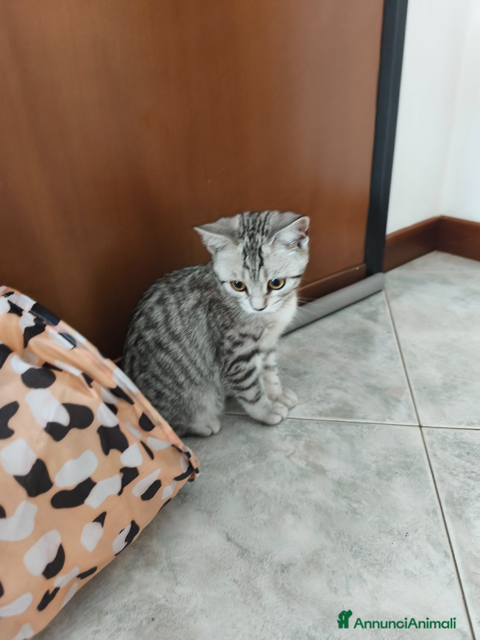 Scottish gatti in vendita: Gatto scottish straight  a Provincia di Como - Annuncio 5