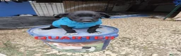 Meticcio cani in regalo: CUCCIOLI 2 mesi taglia media - Annuncio 15