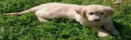 Golden Retriever cani in vendita: Cuccioli di golden retriver anglo americano  - Annuncio 2