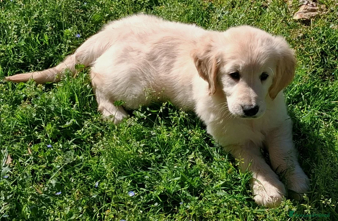 Golden Retriever cani in vendita: Cuccioli di golden retriver anglo americano  - Annuncio 2