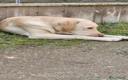 Labrador cani in regalo: Splendido Labrador - THOR a Città metropolitana di Milano - Immagine 6