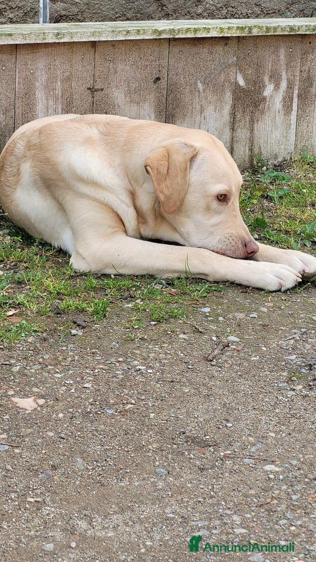 Labrador cani in regalo: Splendido Labrador - THOR a Città metropolitana di Milano - Immagine 6