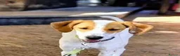 Meticcio cani in regalo: 1 anno taglia media, rinuncia  - Annuncio 6