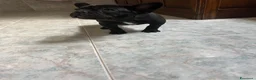 Bulldog Francese cani in vendita: bulldog francese  - Annuncio 3