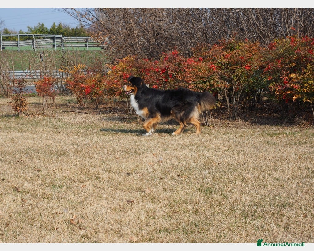 Australian Shepherd cani Australian Shepherd tricolore NBT cerca fidanzata  a Provincia di Asti - Annuncio 2