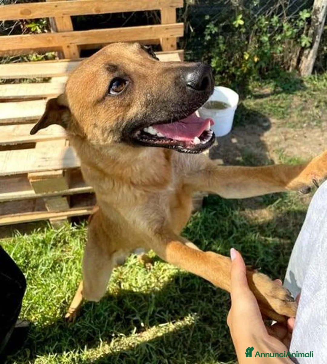 Shar Pei cani in regalo: OTTO il cucciolotto derivato sharpey a Provincia di Latina - Annuncio 2