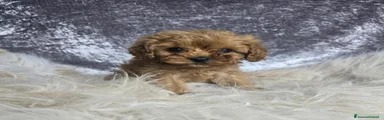 Cavapoo 1