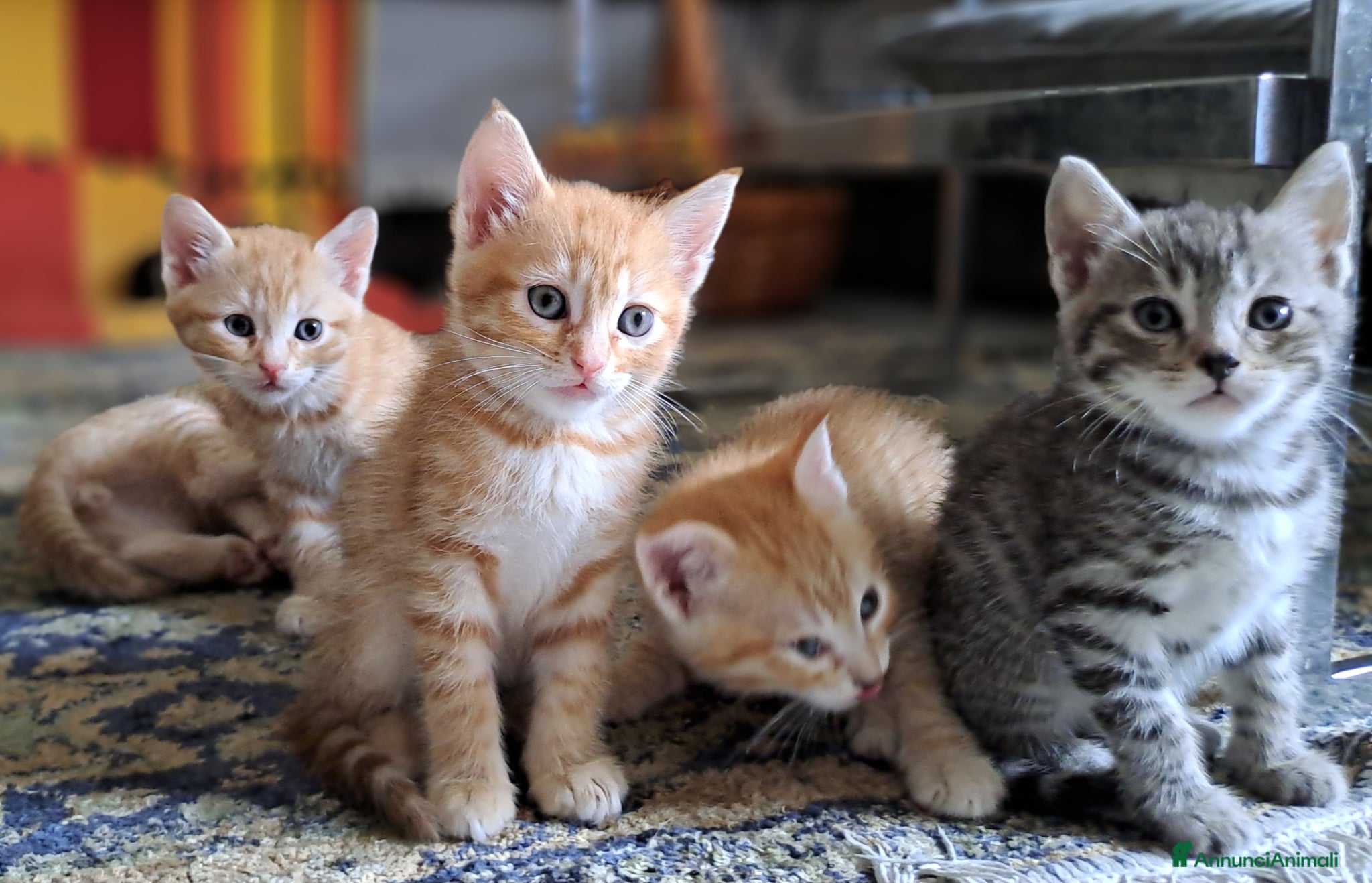 Europeo gatti in regalo: Splendidi gattini cercano casa - Annuncio 3