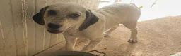 Meticcio cani in regalo: LA DOLCE SIRIETTA - Annuncio 5