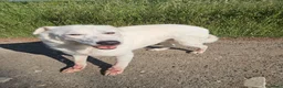 Meticcio cani in regalo: Consuelo: dolce, equilibrata, socievole  - Annuncio 7