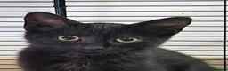 Altre razze gatti in regalo: XENA CERCA CASA 🏡  - Annuncio 5