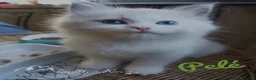 Siberiano gatti in vendita: Disponibili ultimi cuccioli gatti neva masquerade - Annuncio 3