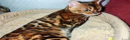 Bengala gatti in vendita: Bellissima gattina Bengala  - Annuncio 2