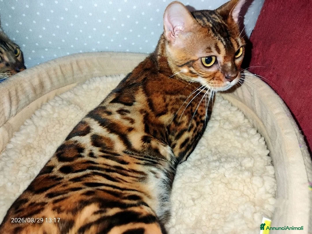 Bengala gatti in vendita: Bellissima gattina Bengala  - Annuncio 2