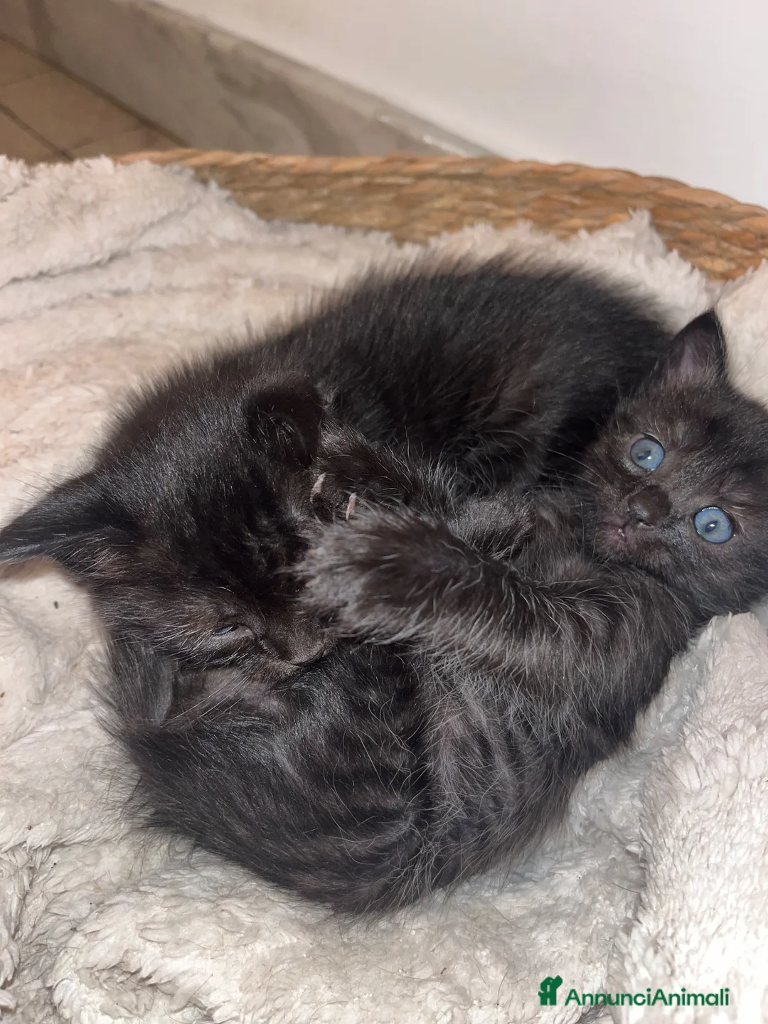Altre razze gatti in regalo: Regalasi bellissimi gattini  a Provincia di Perugia - Annuncio 2