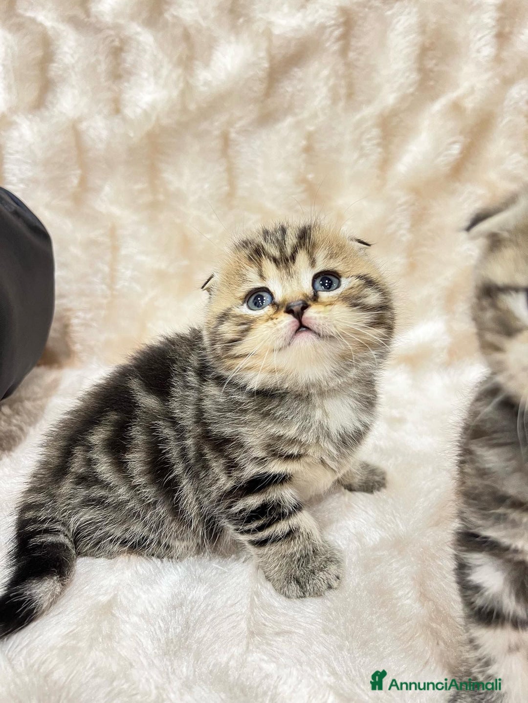 Scottish gatti in vendita: Scottish Fold e Straight  - Annuncio 8