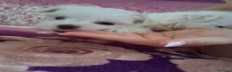 Maltese cani in vendita: Cucciole Maltese - Annuncio 8