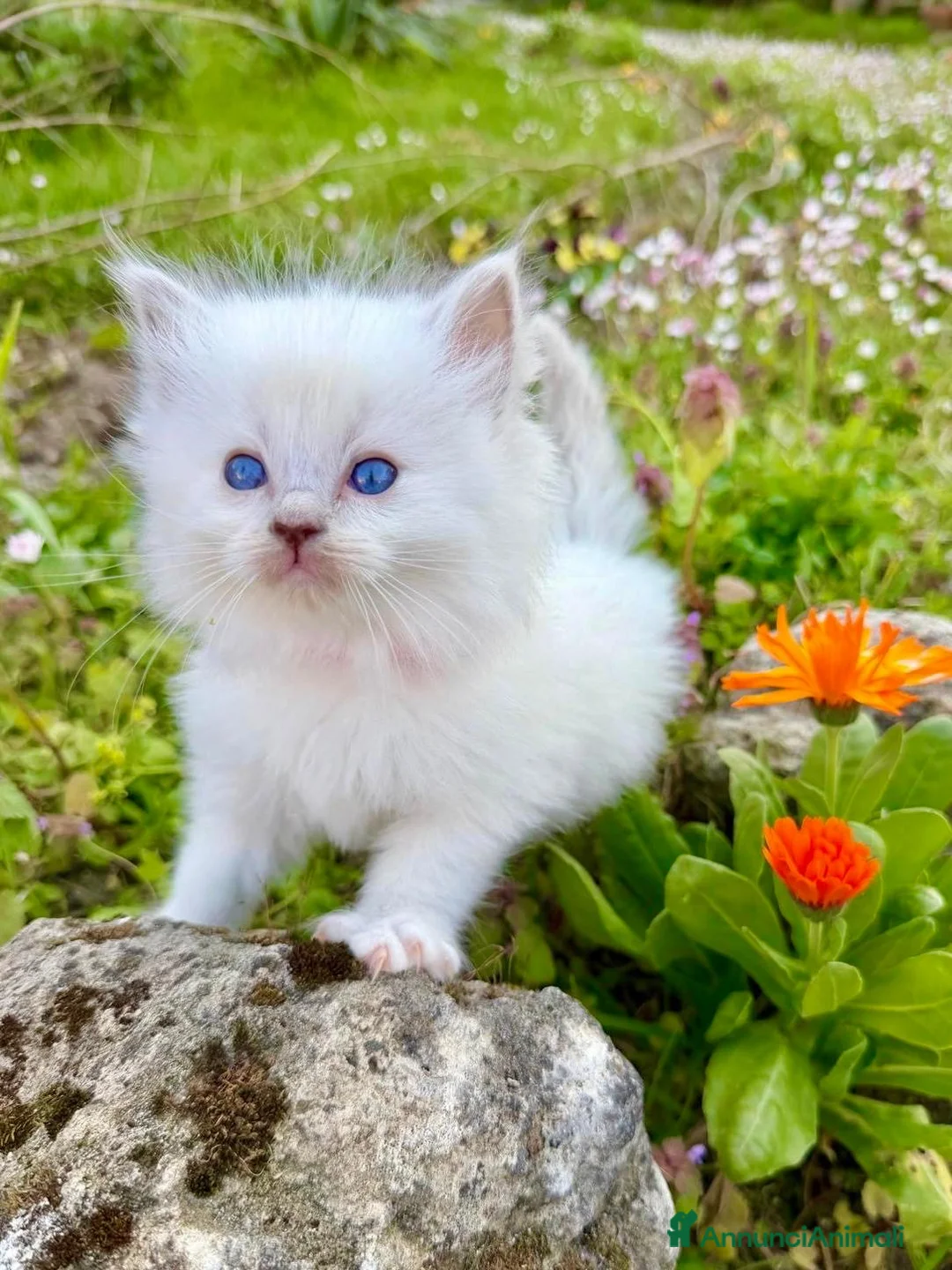 Ragdoll gatti in vendita: cuccioli di ragdoll - Annuncio 2