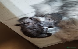 Persiano gatti in vendita: Cuccioli persiano silver schaded a Città Metropolitana di Bologna - Immagine 4