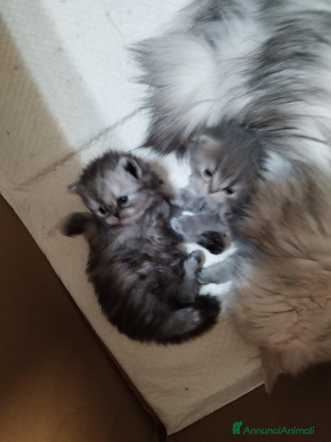 Persiano gatti in vendita: Cuccioli persiano silver schaded a Città Metropolitana di Bologna - Immagine 4