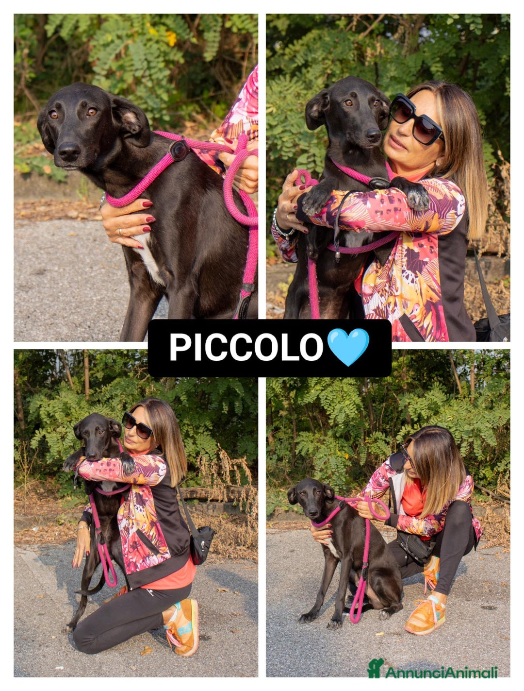 Altre razze cani in regalo: piccolo - Annuncio 1