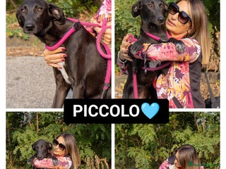 Altre razze cani piccolo - Annuncio 24