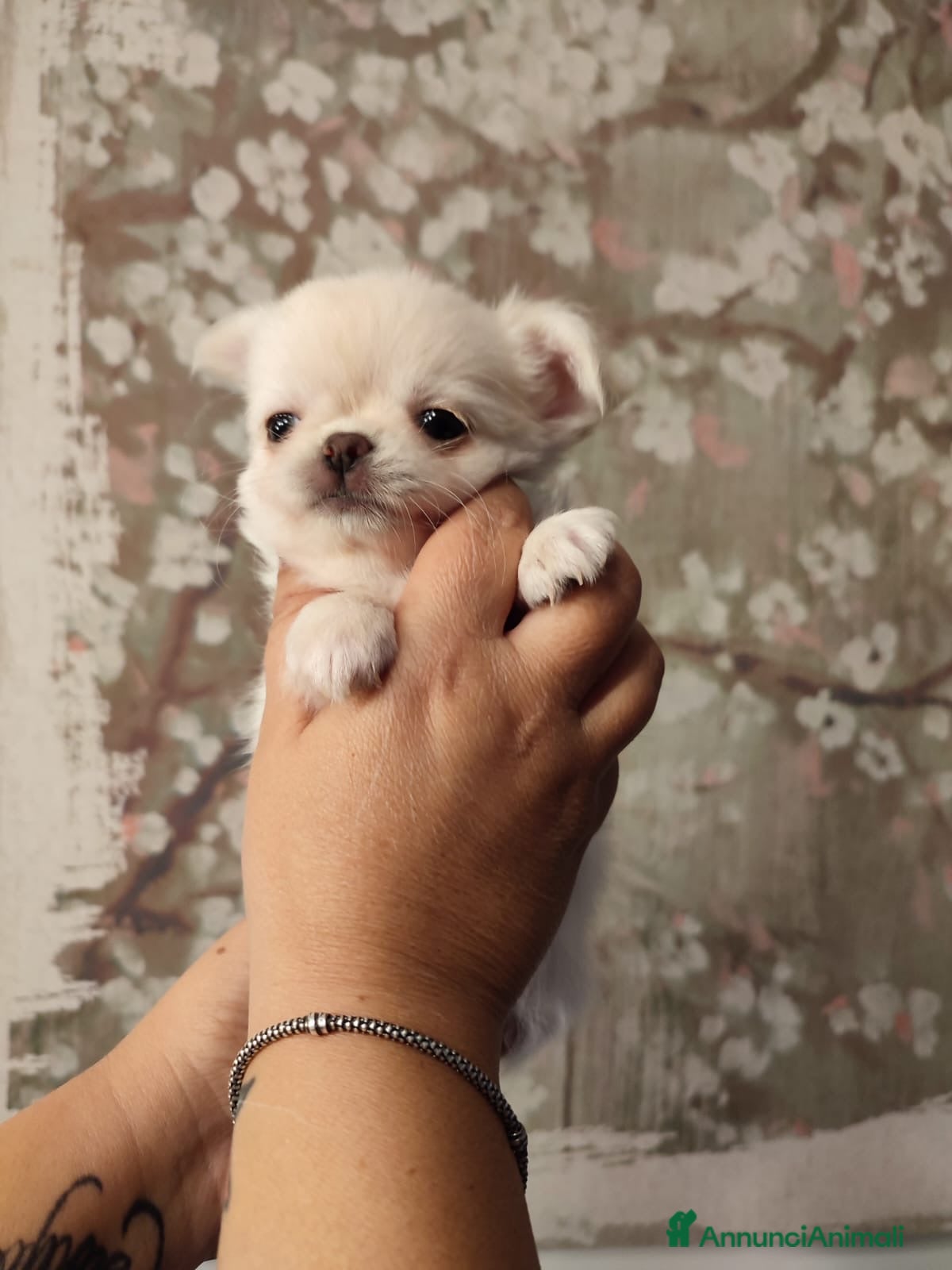 Chihuahua cani Femmine chihuahua pelo lungo - Annuncio 33