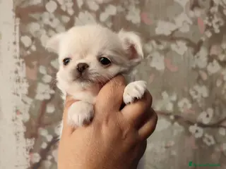 Chihuahua cani Femmine chihuahua pelo lungo - Annuncio 33