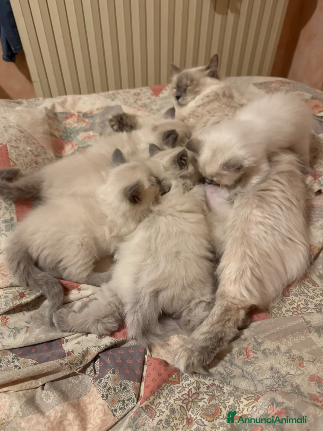Siberiano gatti in vendita: Splendidi cuccioli siberiani NEVA pedigree ENFI - Annuncio 1