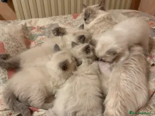 Siberiano gatti Splendidi cuccioli siberiani NEVA pedigree ENFI - Annuncio 5