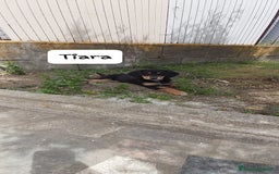 Meticcio cani in regalo: TIARA cucciola dolce a Città Metropolitana di Bologna - Immagine 10