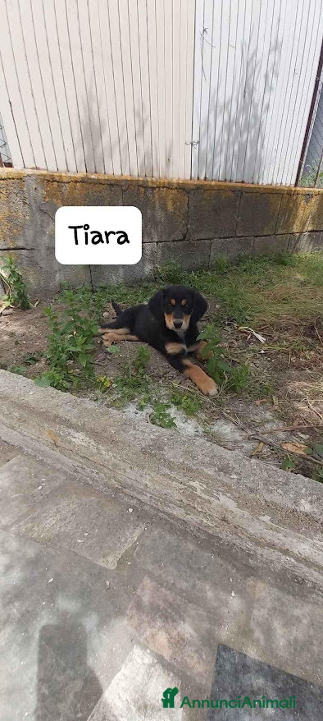 Meticcio cani in regalo: TIARA cucciola dolce a Città Metropolitana di Bologna - Immagine 10