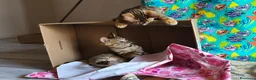 Bengala gatti in vendita: Cuccioli bengala  a Provincia di Treviso - Annuncio 6