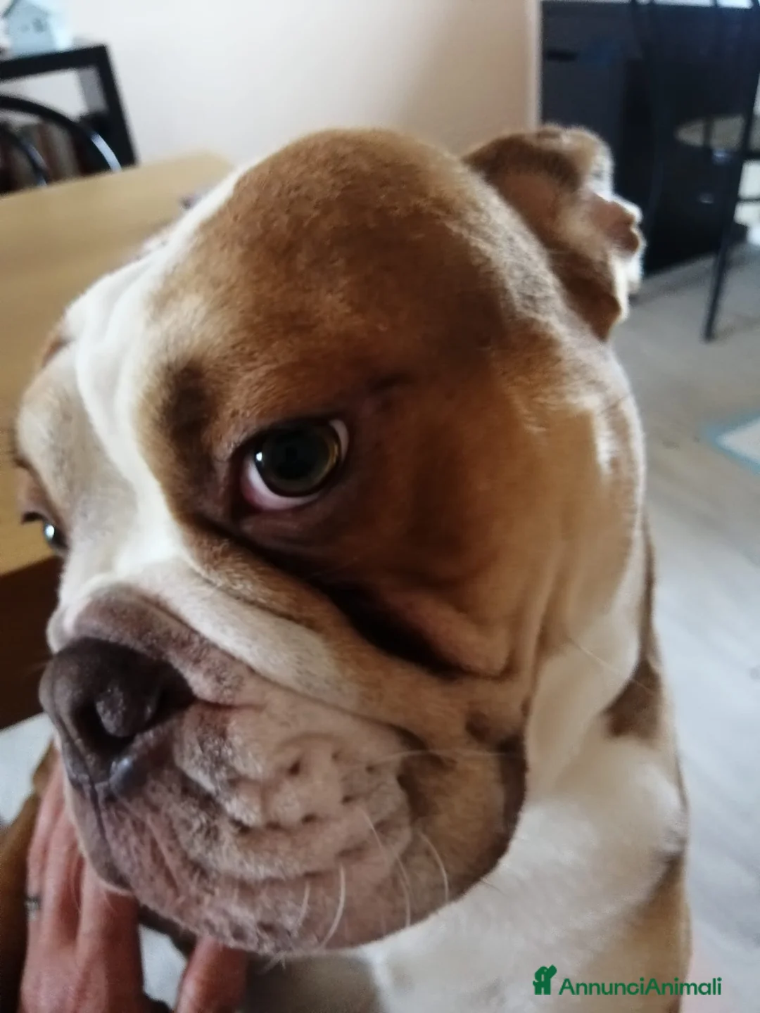 Bulldog cani in regalo: Rocco, bulldog americano in canile a Provincia di Rieti - Annuncio 2