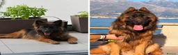 Pastore Tedesco cani in vendita: Pastore tedesco pelo lungo  - Annuncio 1