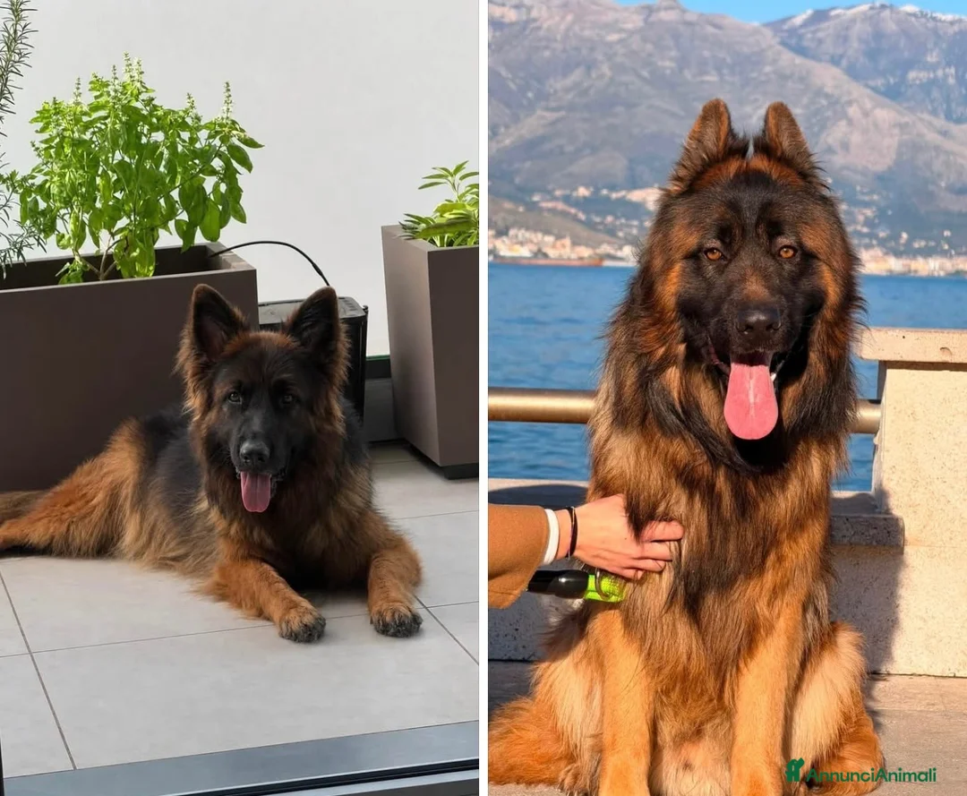 Pastore Tedesco cani in vendita: Pastore tedesco pelo lungo  - Annuncio 1