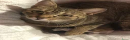 Meticcio gatti in regalo: GATTA ADULTA - Annuncio 4