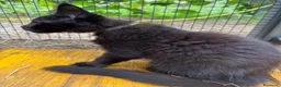 Maine Coon gatti in vendita: Cucciolo black smoke di maine coon (Tequila) - Annuncio 22