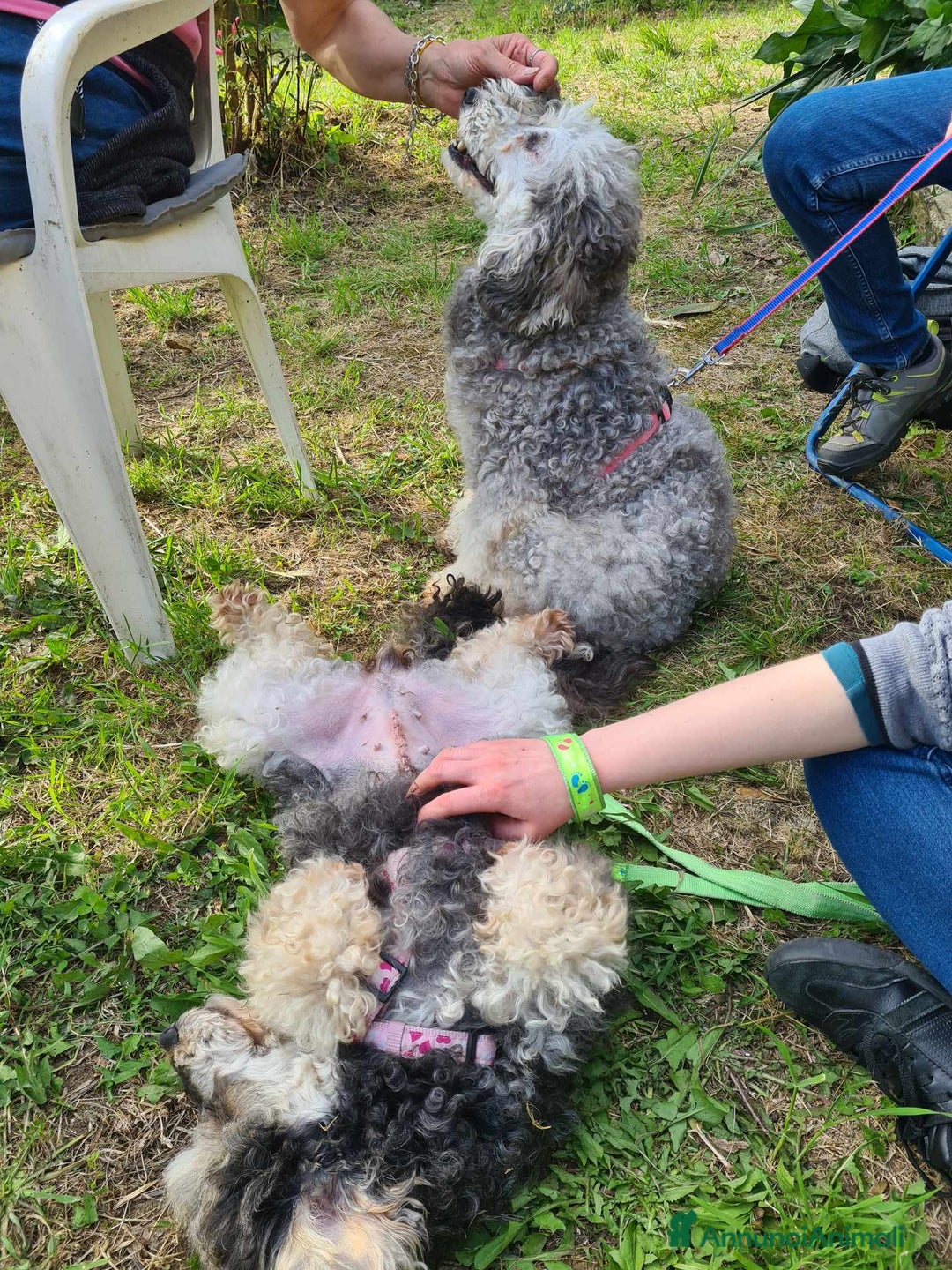 Barboncino cani in regalo: FRAGOLA & CILIEGIA, simpaticissime BARBOCINE - Annuncio 6