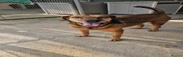 Meticcio cani in regalo: Brown: dolce e sensibile, cerca serenità  - Annuncio 2