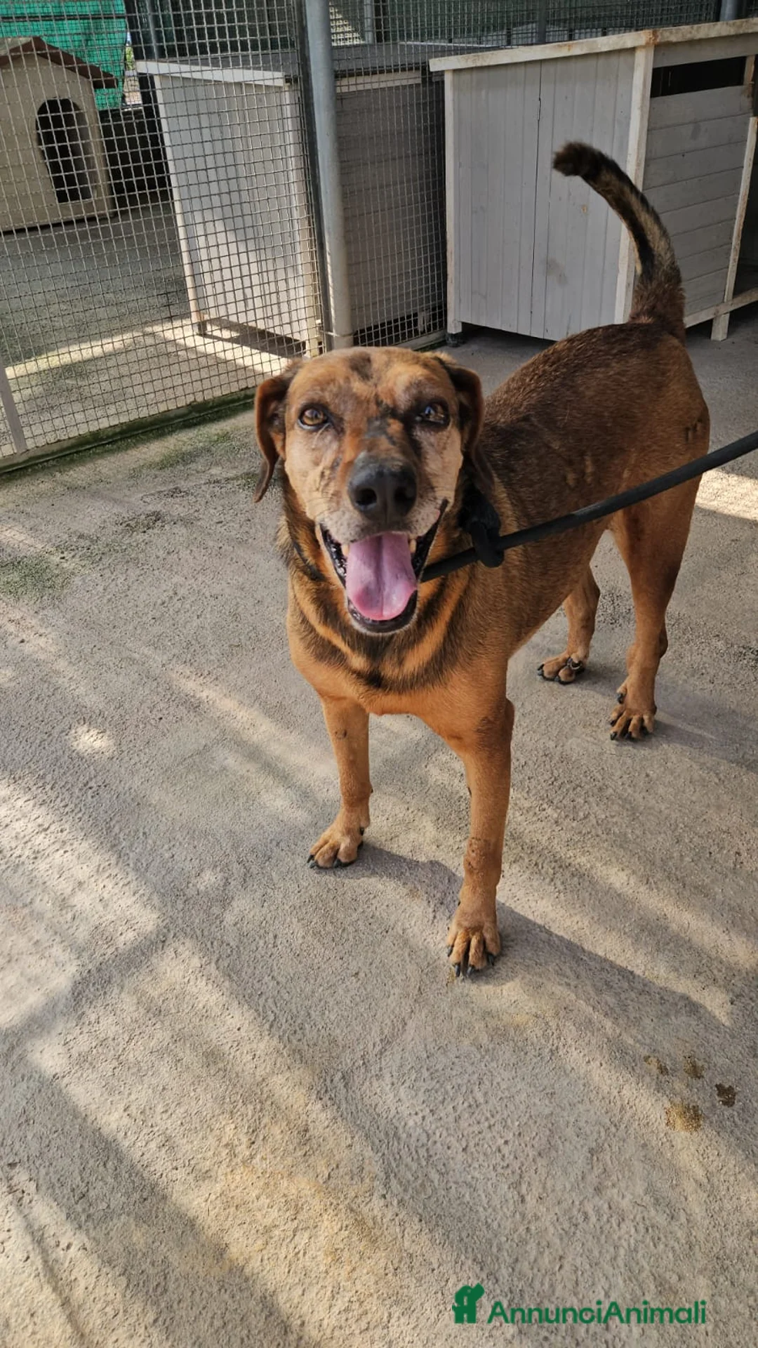 Meticcio cani in regalo: Brown: dolce e sensibile, cerca serenità  - Annuncio 2