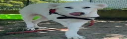 Meticcio cani in regalo: ANGELICA e ORLANDO meravigliosi cuccioloni - Annuncio 2