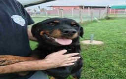 Rottweiler cani in regalo: AMBETA, una rottweiler per amica a Provincia di Latina - Immagine 4